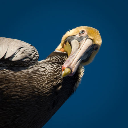 1st Place -  What's for Lunch? - Flossie Stowell