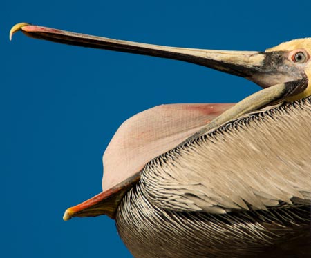 1st Place - Wild Life - Flossie Stowell