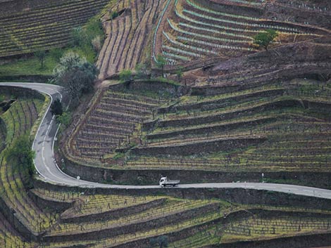 While Vineyards sleep by Joni Zabala