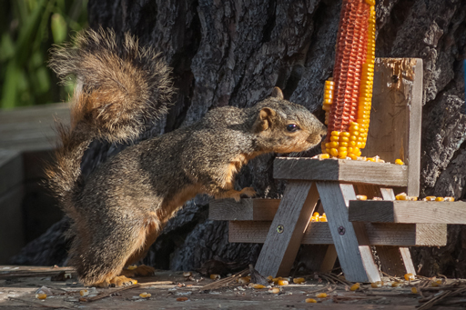 Fox Squirrel at picnic table by Frank Penner