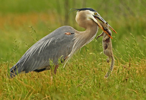 Heron eating a squirrel by Richard Bucich