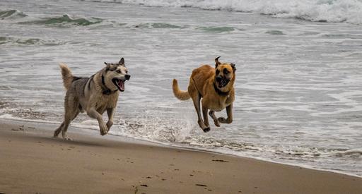 Exuberance - dogs running