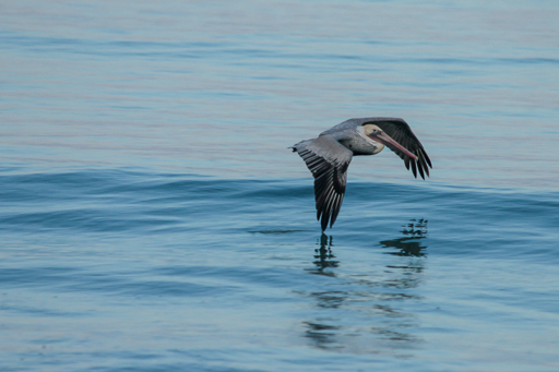 Pelican on migration
